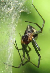 Frontinella huachuca