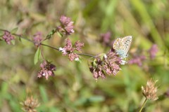 Polyommatus bellargus