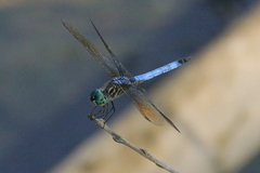 Pachydiplax longipennis