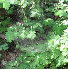 Frontinella huachuca