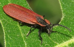 Lycus sanguinipennis