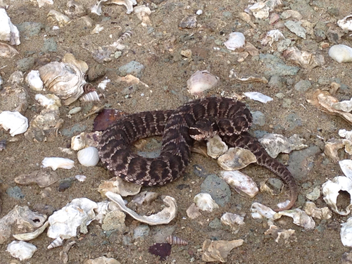 Photo of a Short-tailed Pit Viper (Gloydius brevicauda)