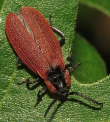 Lycus sanguinipennis
