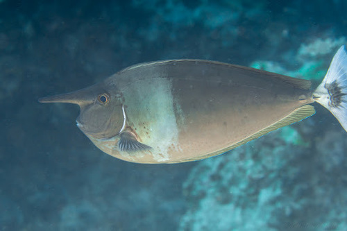 Paletail Unicornfish