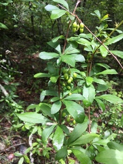 Berberis canadensis