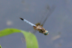 Pachydiplax longipennis