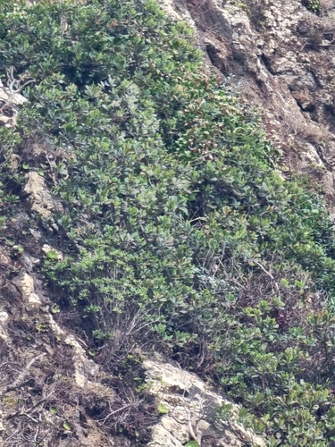 Image of Sideroxylon mirmulano by (c) Vítor Jorge, some rights reserved (CC BY)