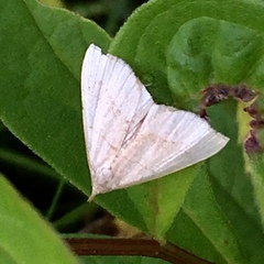 Zanclognatha pedipilalis