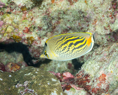 Chaetodon pelewensis