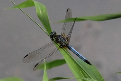 Pachydiplax longipennis