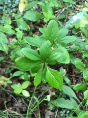 Berberis canadensis