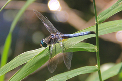 Pachydiplax longipennis