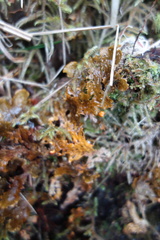 Lobaria anthraspis