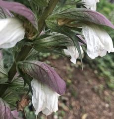 Acanthus spinosus