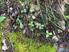Trifolium calcaricum