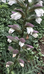 Acanthus spinosus