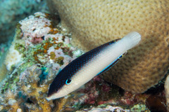 Anampses neoguinaicus