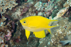 Amblyglyphidodon aureus