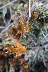 Lobaria anthraspis