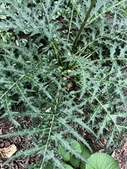 Acanthus spinosus