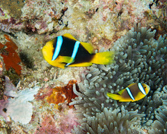 Amphiprion chrysopterus