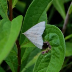 Zanclognatha pedipilalis