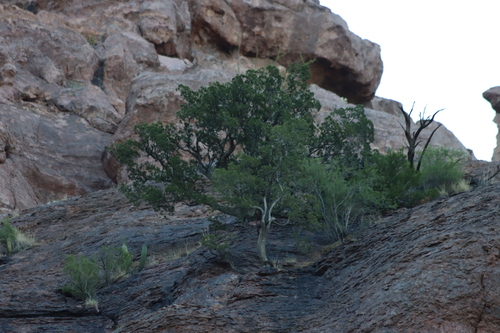 Image of Juniperus arizonica by no rights reserved