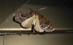 Pseudocoremia suavis