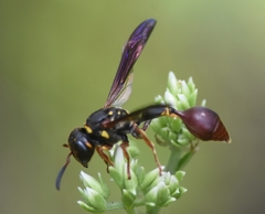Zethus slossonae