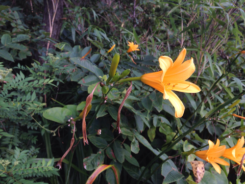 Hemerocallis hakuunensis