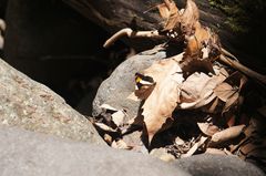 Adelpha phylaca phylaca
