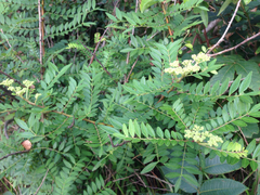 Zanthoxylum schinifolium