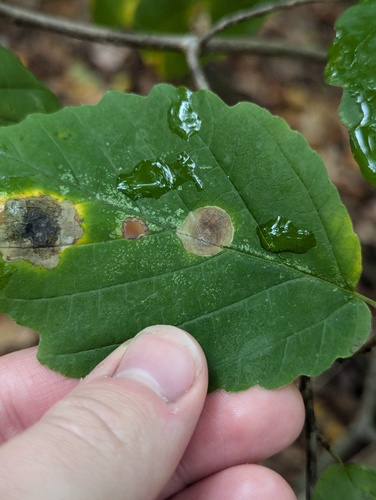 Witchhazel Leafminer photo 4