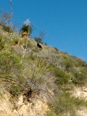 Ursus americanus eremicus