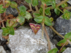 Pyrausta ostrinalis