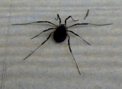 Eumesosoma