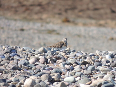Thinocorus orbignyianus