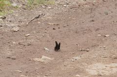 Mimoides thymbraeus thymbraeus