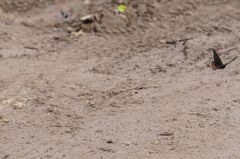 Mimoides thymbraeus thymbraeus