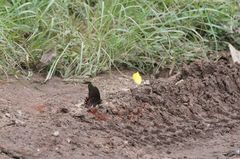 Mimoides thymbraeus thymbraeus