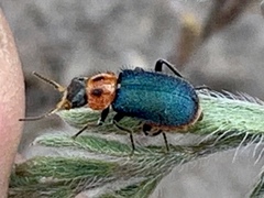 Collops bipunctatus