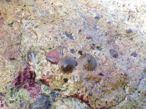 Nipponacmea radula