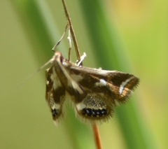 Chrysendeton imitabilis