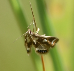 Chrysendeton imitabilis