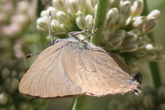 Satyrium auretorum