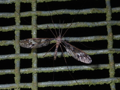 Leptotarsus binotatus