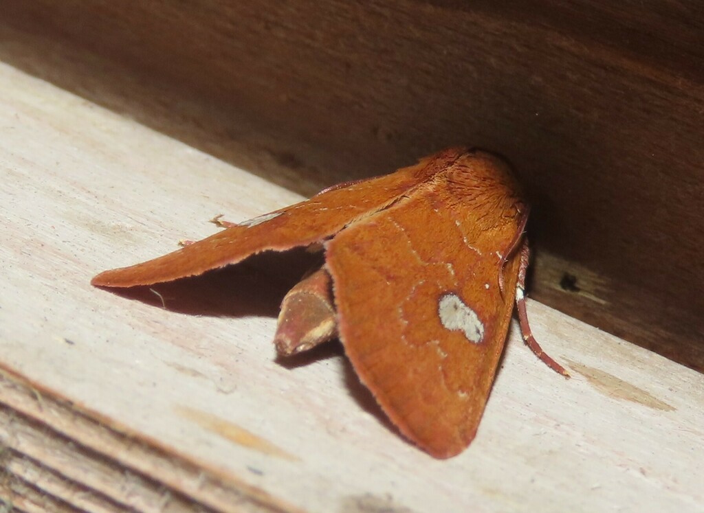 Cutworm moth