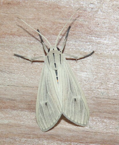 Agaraea semivitrea photo 2