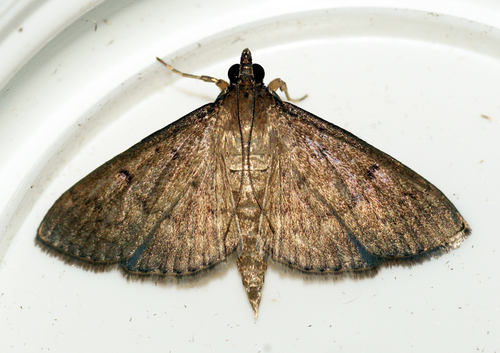 Grass Webworm Moth