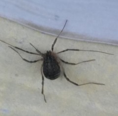 Eumesosoma